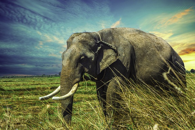 slon v přírodě