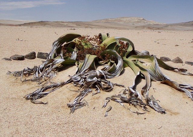 rostlina na poušti