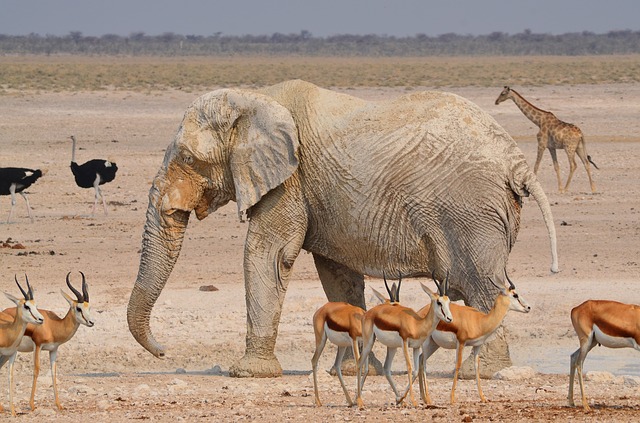 zvířata v Africe